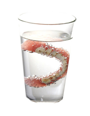Eine Zahnprothese in einem Wasserglas
